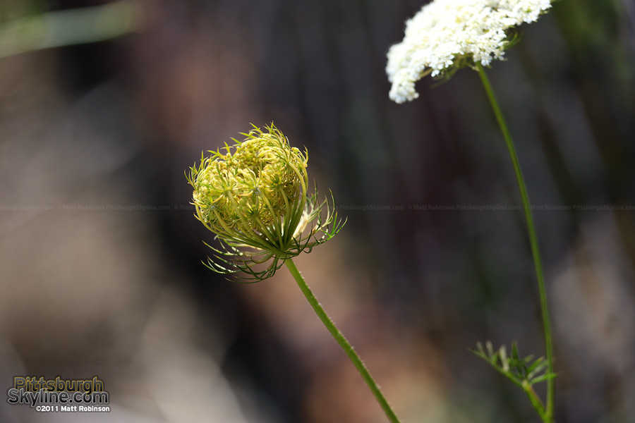 A wild Queen Anne's Lace appears